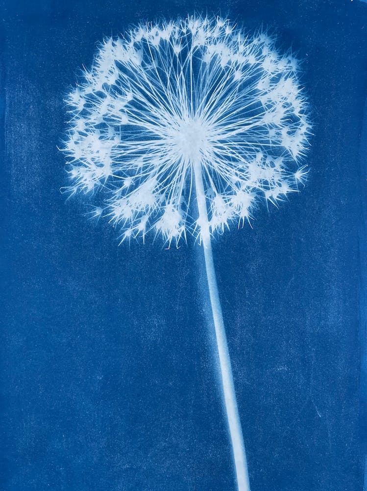 Blauer Cyanotypie Allium Druck