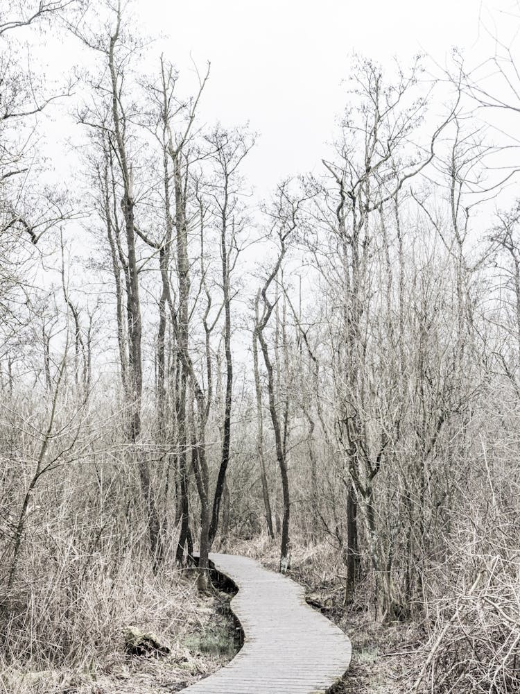 Path Through Woods In The Nature Of The Netherlands