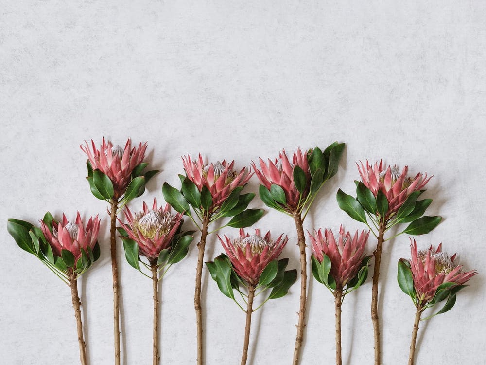 Red King Protea Garden