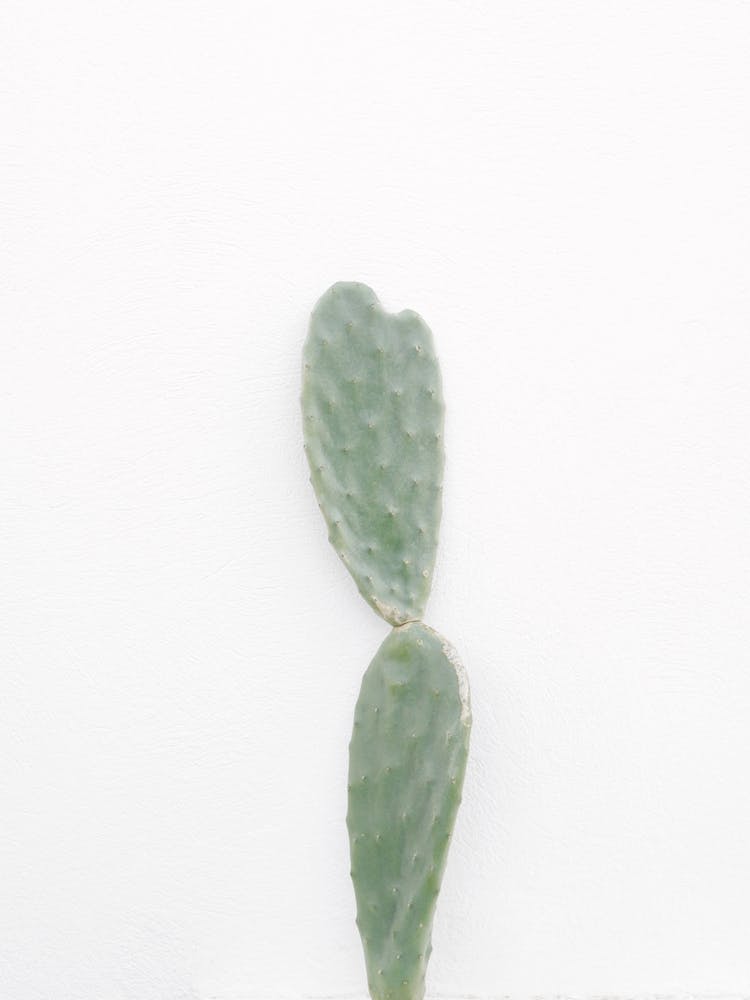 Minimal Cactus