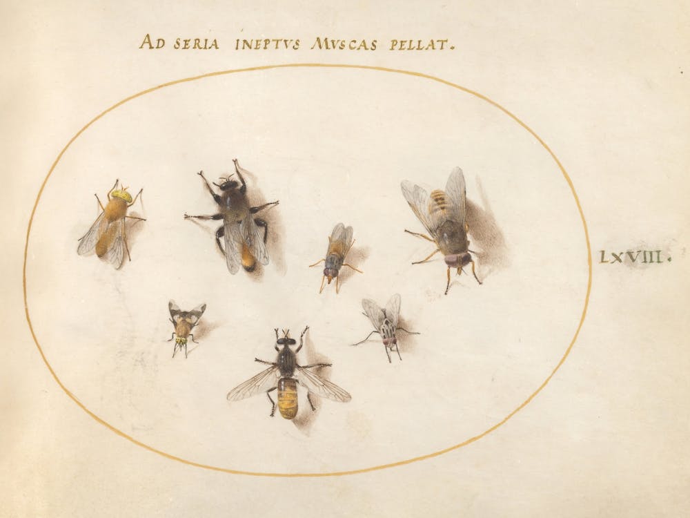 Seven Bees And Flies (c. 1575-1580), Joris Hoefnagel