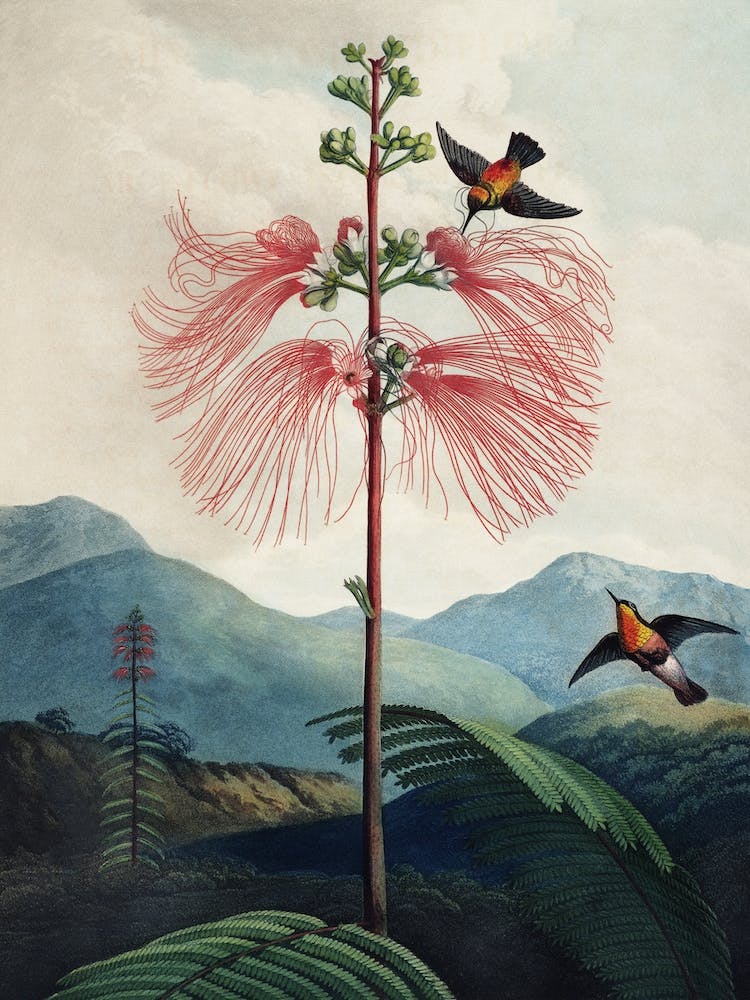 Vintage Thornton 1 Sensitive Plant