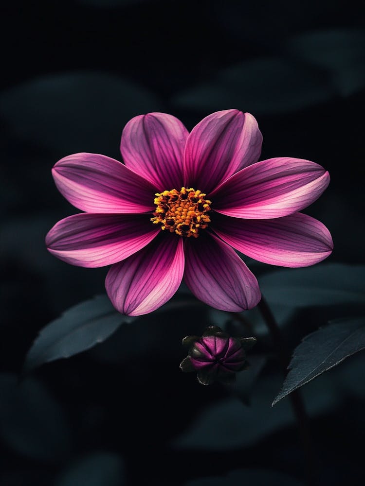 Dahlia Fleur 21