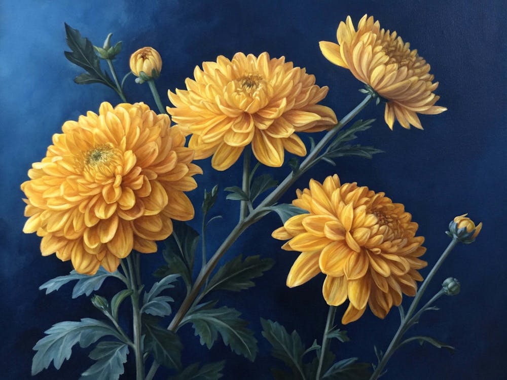 Chrysanthemums flowers
