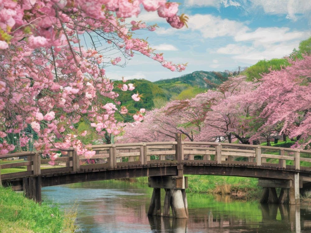 Blossoming Bridge - Cherry Tree Landscape 1
