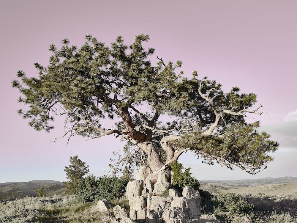 Ponderosa Pine Wyoming