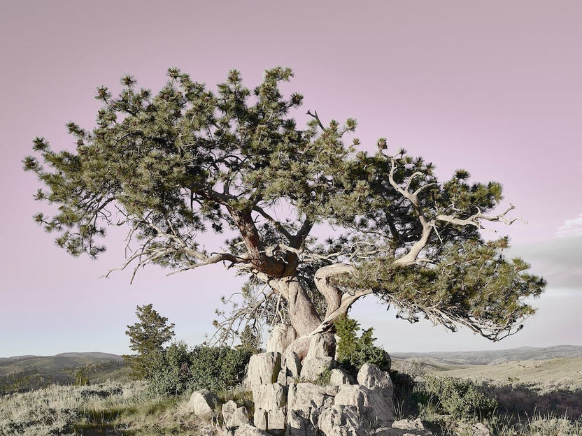 Ponderosa Pine Wyoming