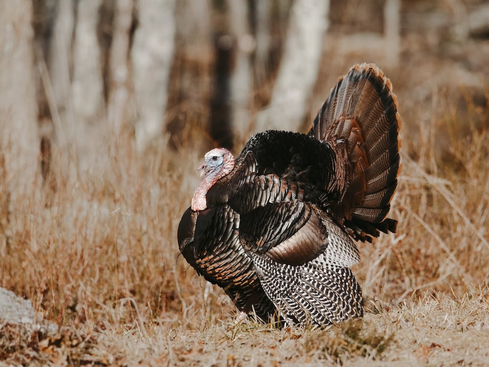 Thanksgiving Turkey