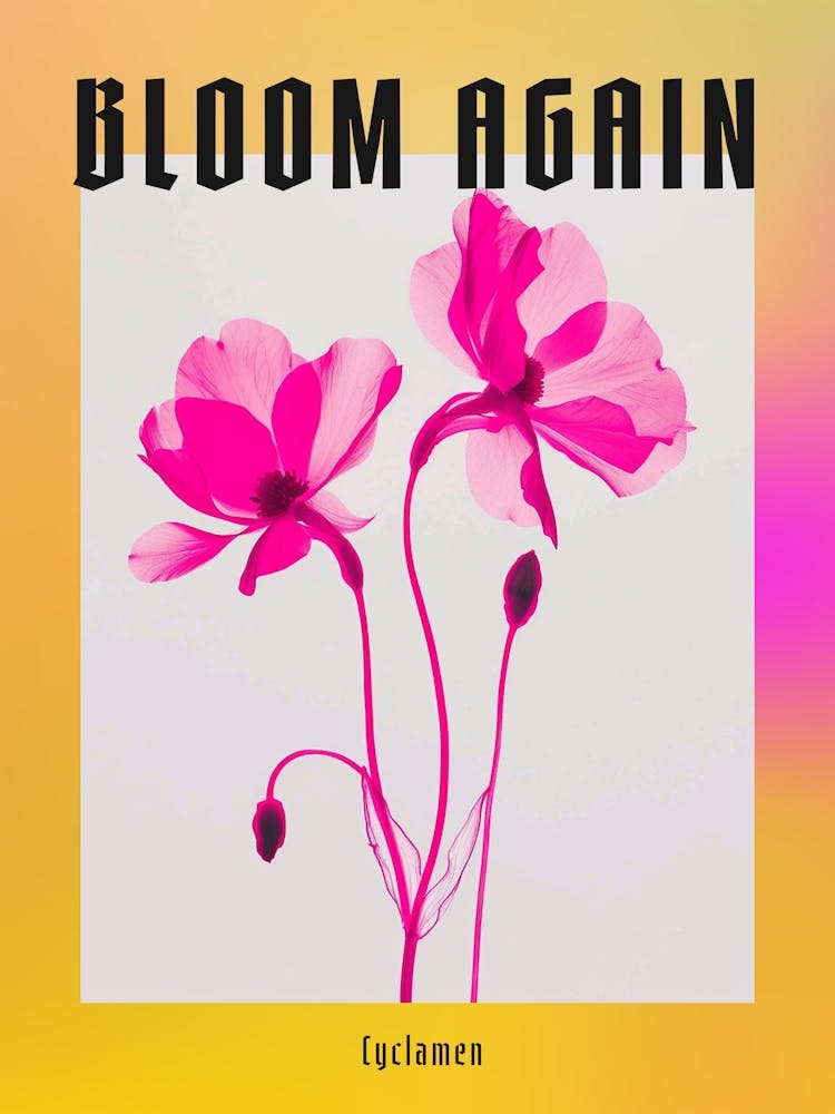 Hot Pink Cyclamen 1 Poster