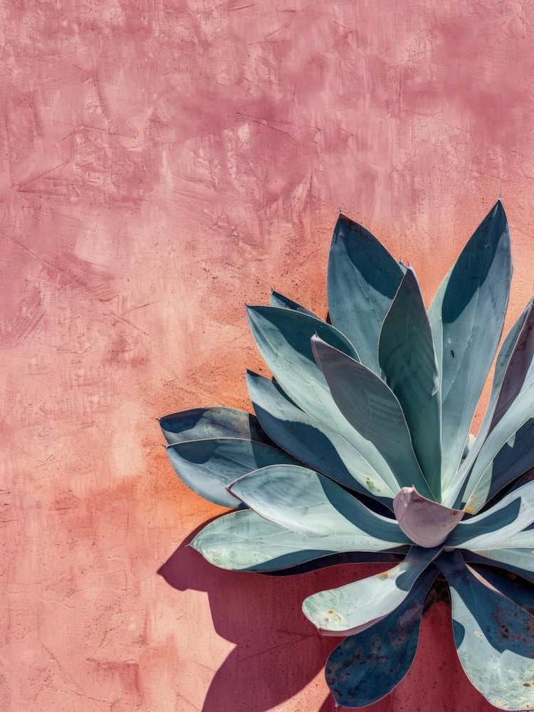 Agave Plant On A Pink Wall