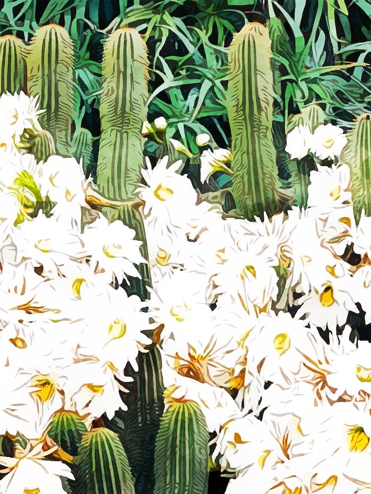 Cactus And Bloom