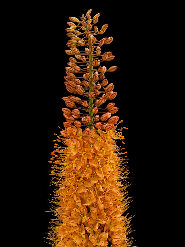 Asphodelus Flower