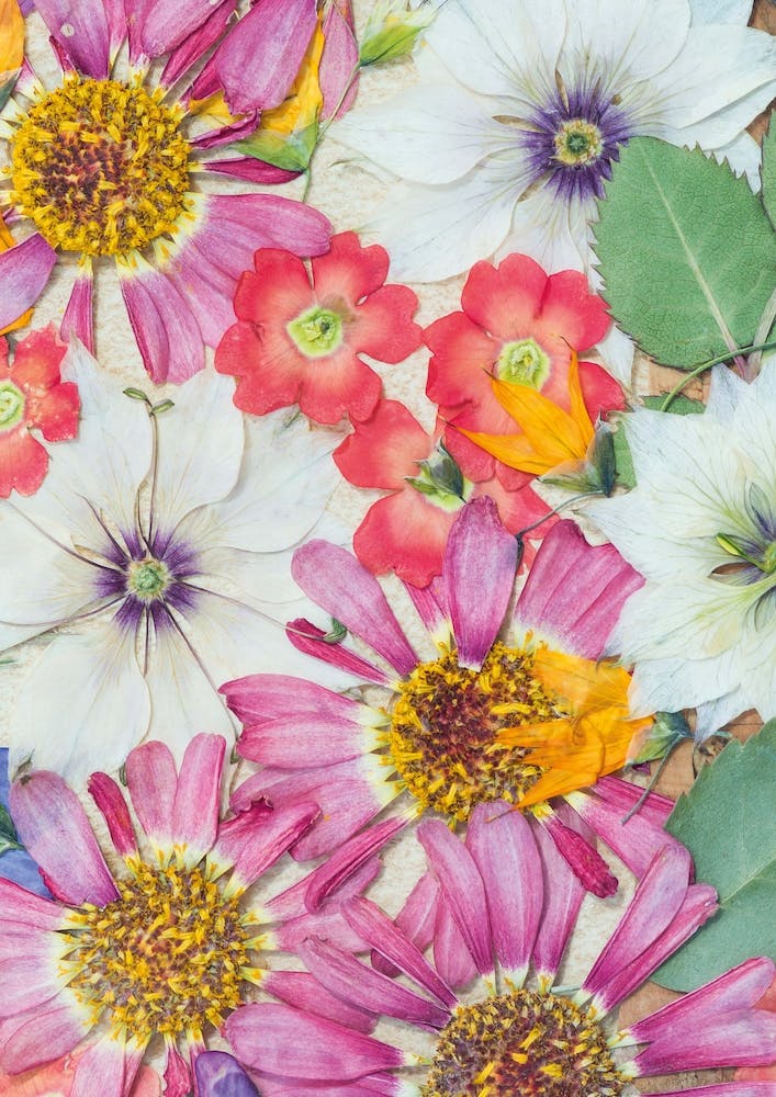 Dried Flowers 2