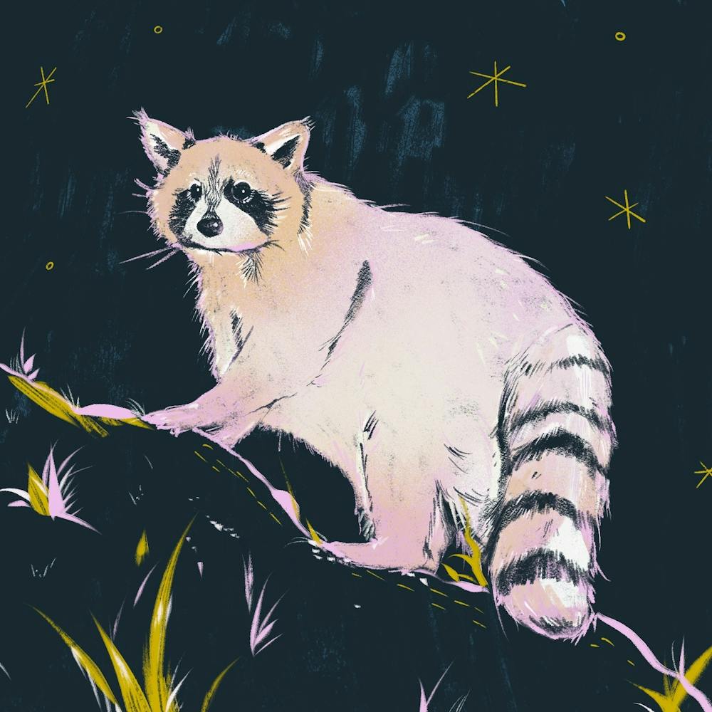 Raccoon At Night