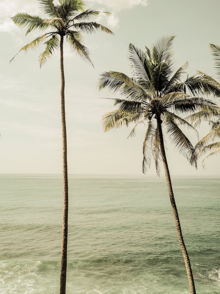 Sea Breeze