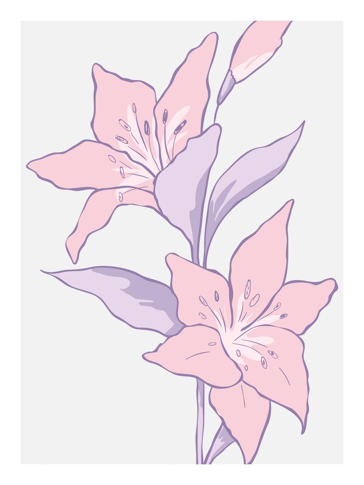 Pastel Pink Lily Flowers