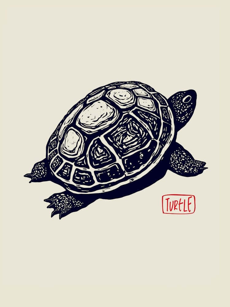 Turtle