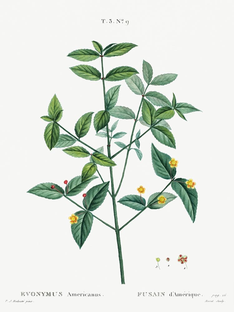 American Strawberry, Pierre Joseph Redoute