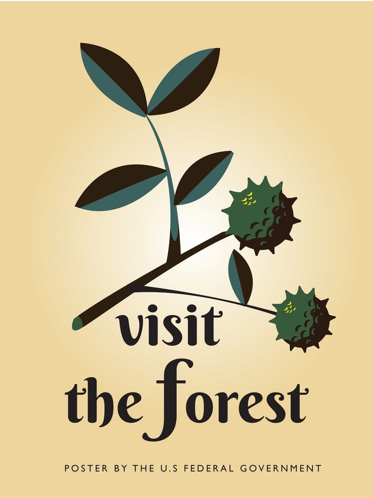 Visit The Forest