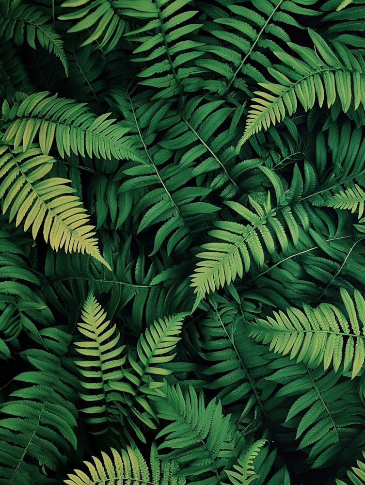 Muster Poster Soft Shield Fern 2