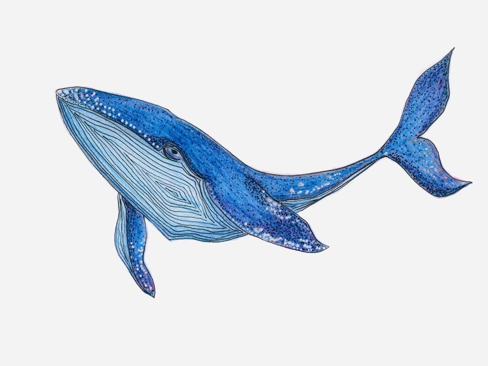 Whale