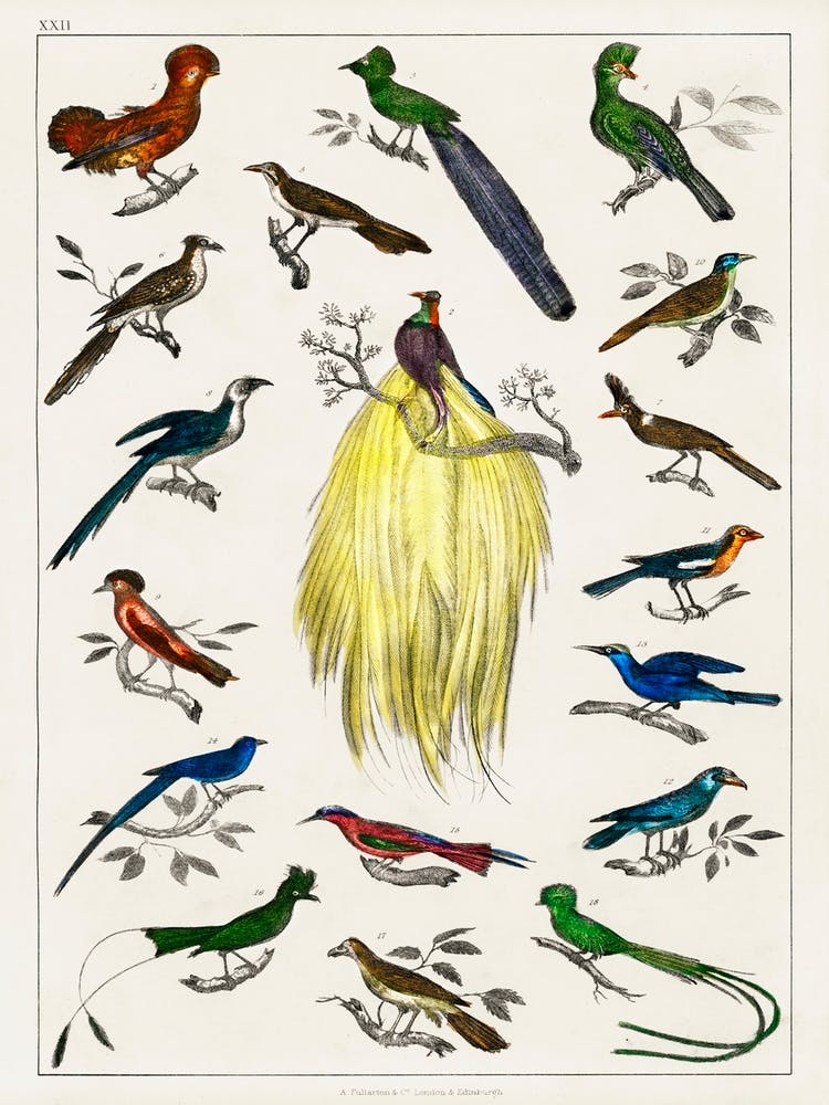 Collection Of Various Birds, Oliver Goldsmith  