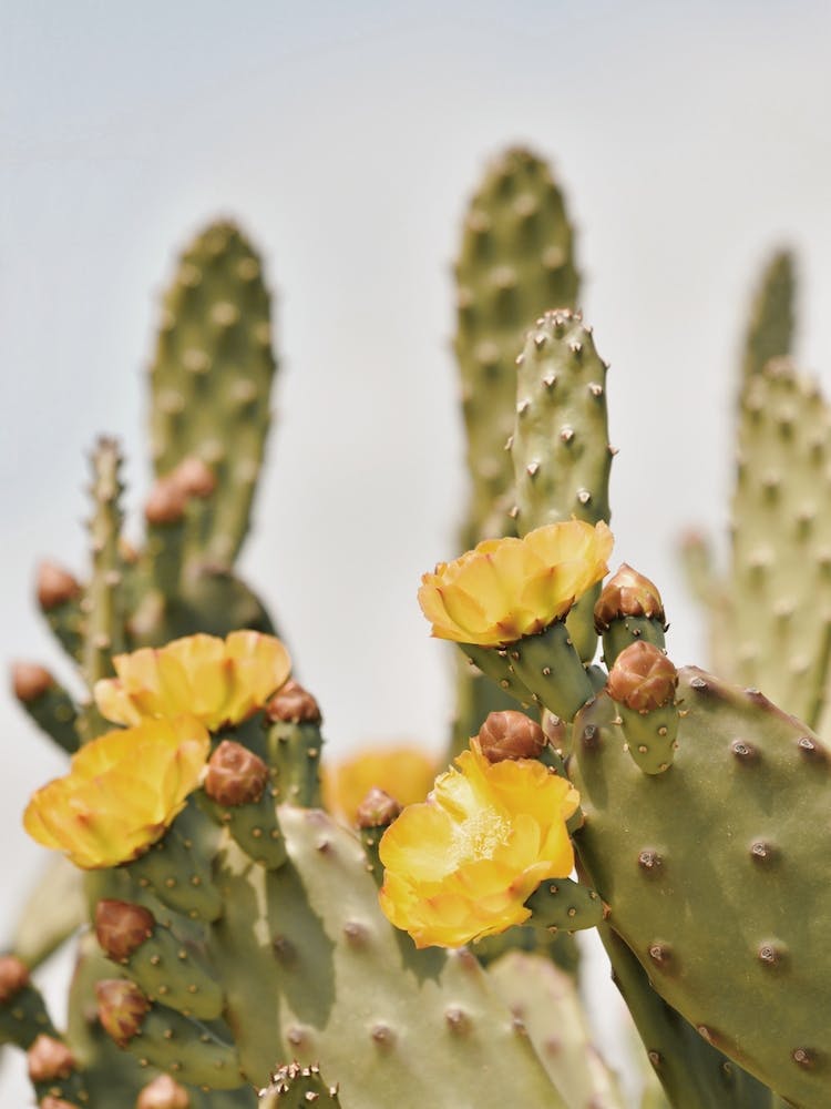 Cactus Flower Scenery