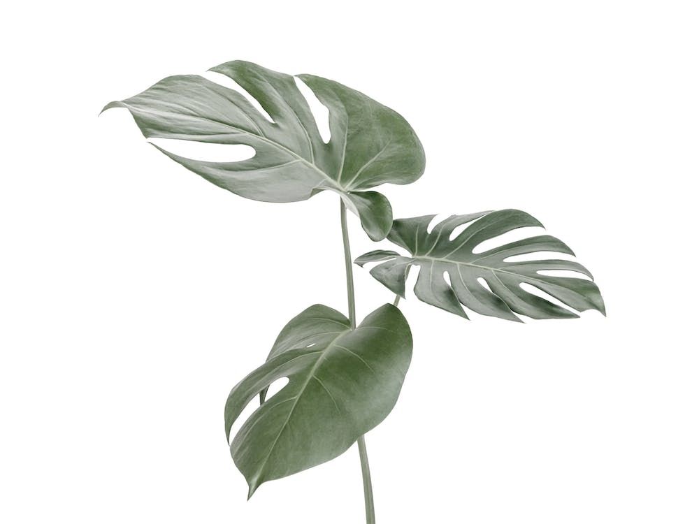 Monstera Leaves