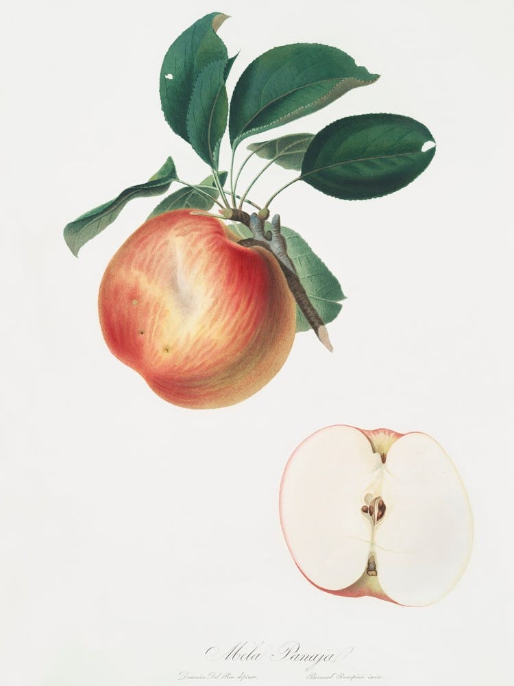 Apfel (Malus Domestica) Aus Pomona Italiana (1817 - 1839), Giorgio Gallesio