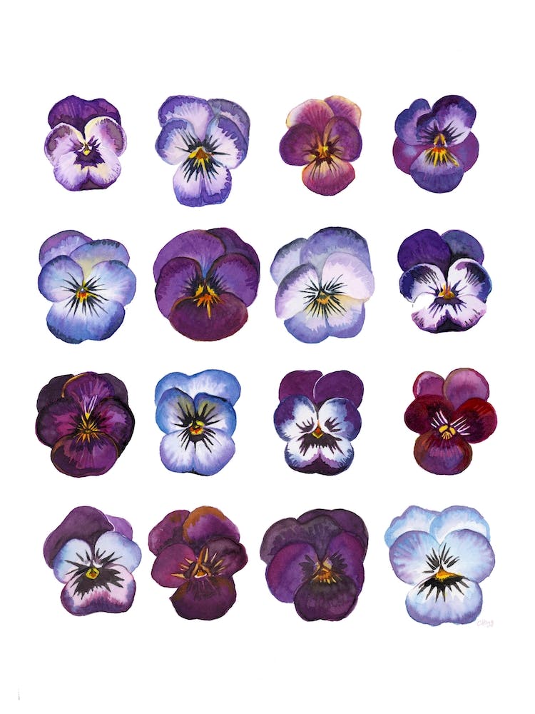 A Study Of Violas