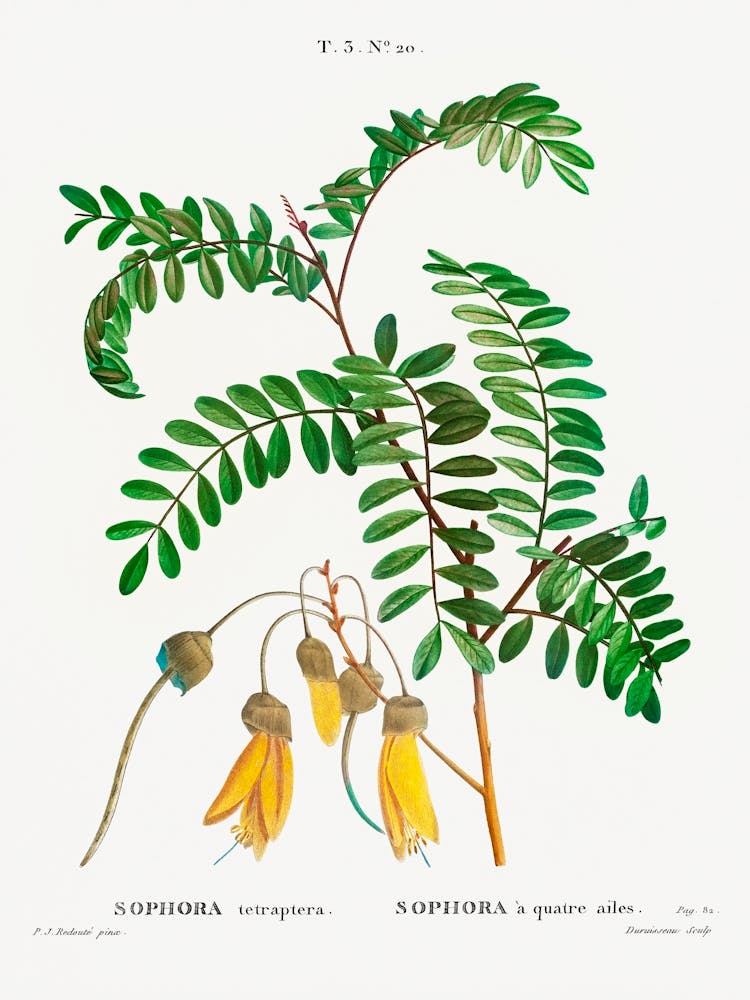 Large Leaved Kōwhai, Pierre Joseph Redoute