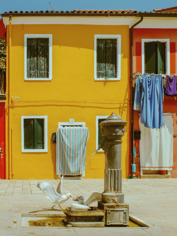 Birds Playing In Burano, Italy