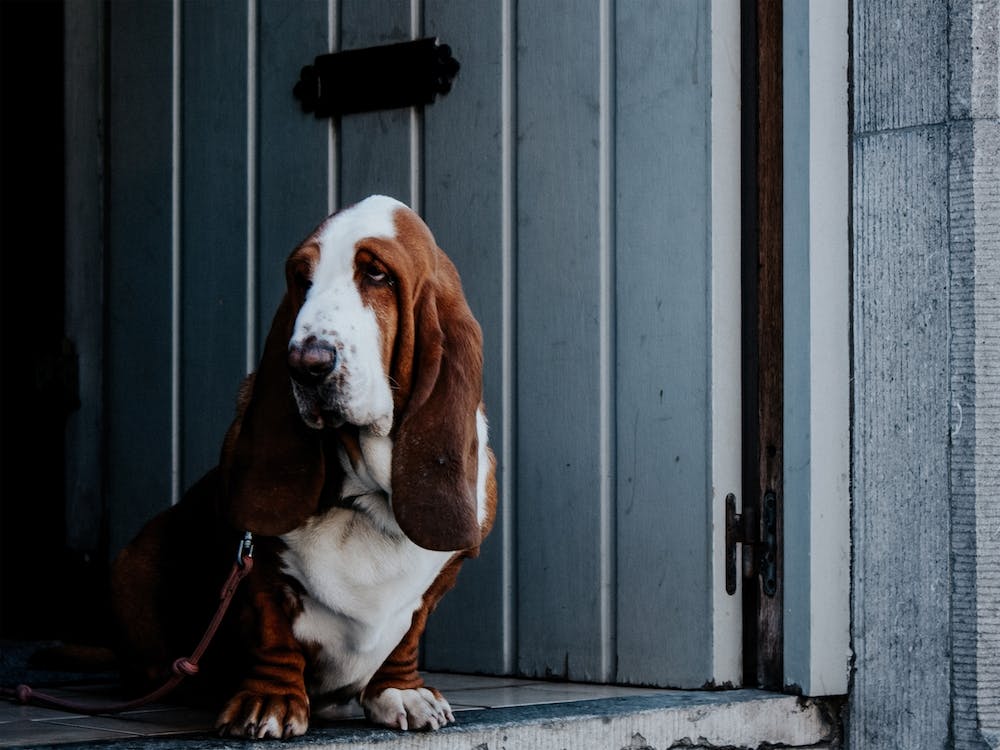 The Basset Hound Doorway Guard Dog