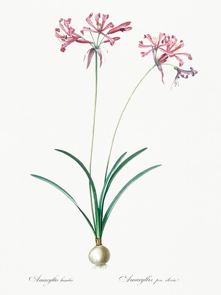 Nerine Illustration From Les Liliacées (1805), Pierre Joseph Redoute