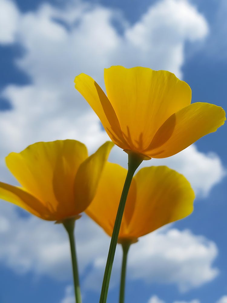 California Poppies