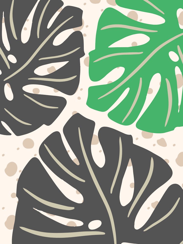 Monstera Blätter 1
