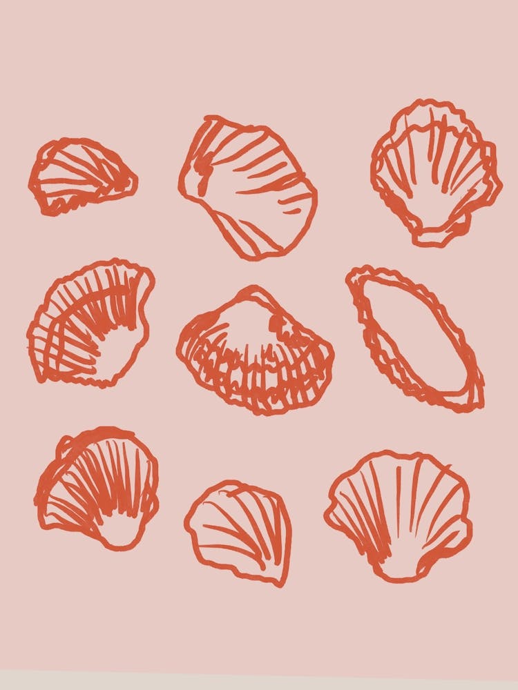 Muschelgeheimnisse Nr. 1