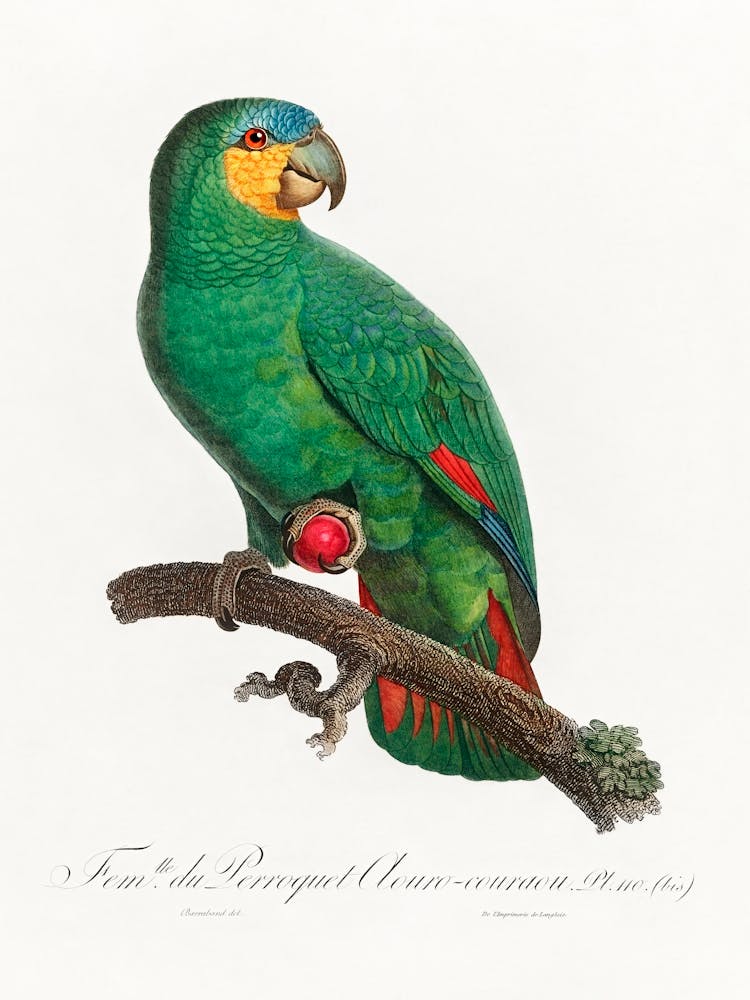 The Orange Winged Amazon From Natural History Of Parrots, Francois Levaillant 1