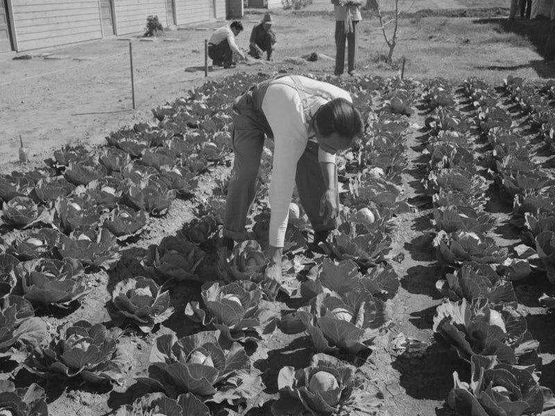 Agricultural Worker In Cabbage Field, Yuma County, Arizona By Russell Lee
