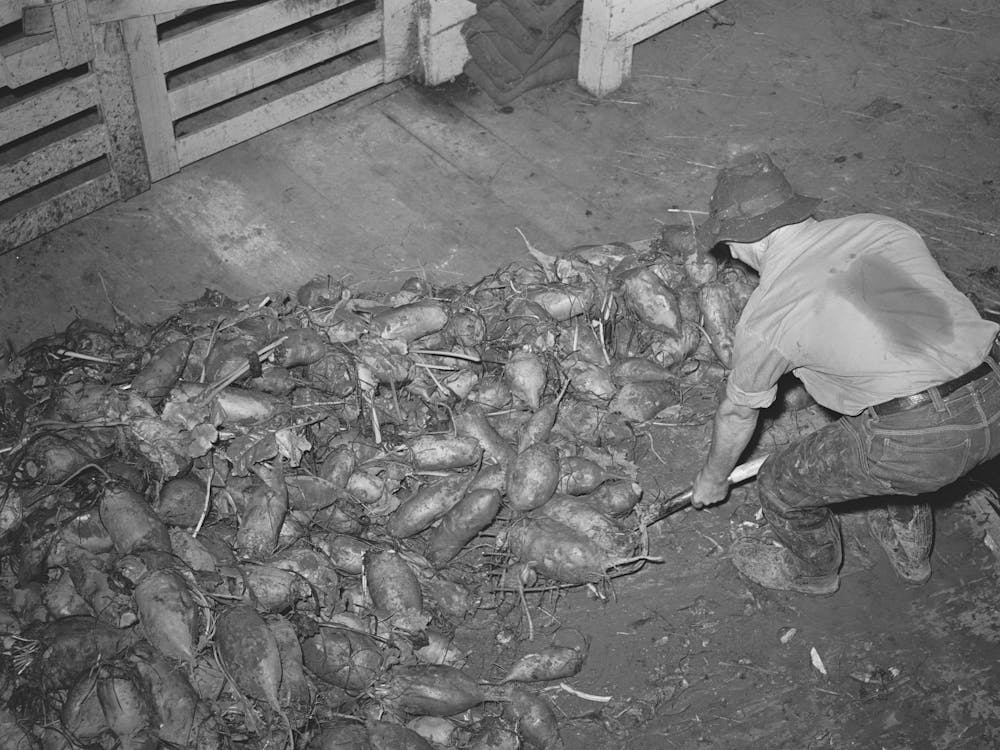Untitled Photo, Possibly Related To Field Beets Which Will Be Used For Cattle Feed By Dairy Farmer, Tillamook County