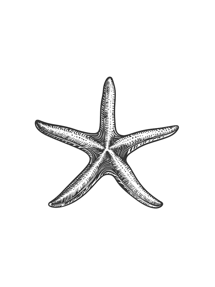 Starfish 13