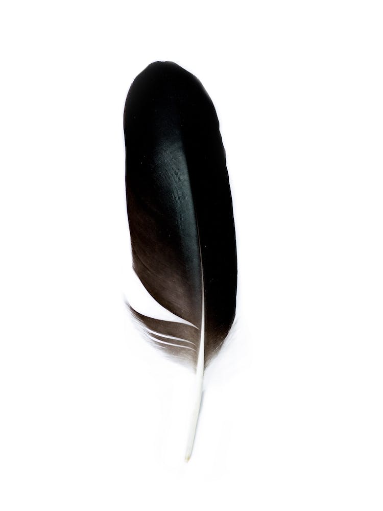 Black Feather Spirit II