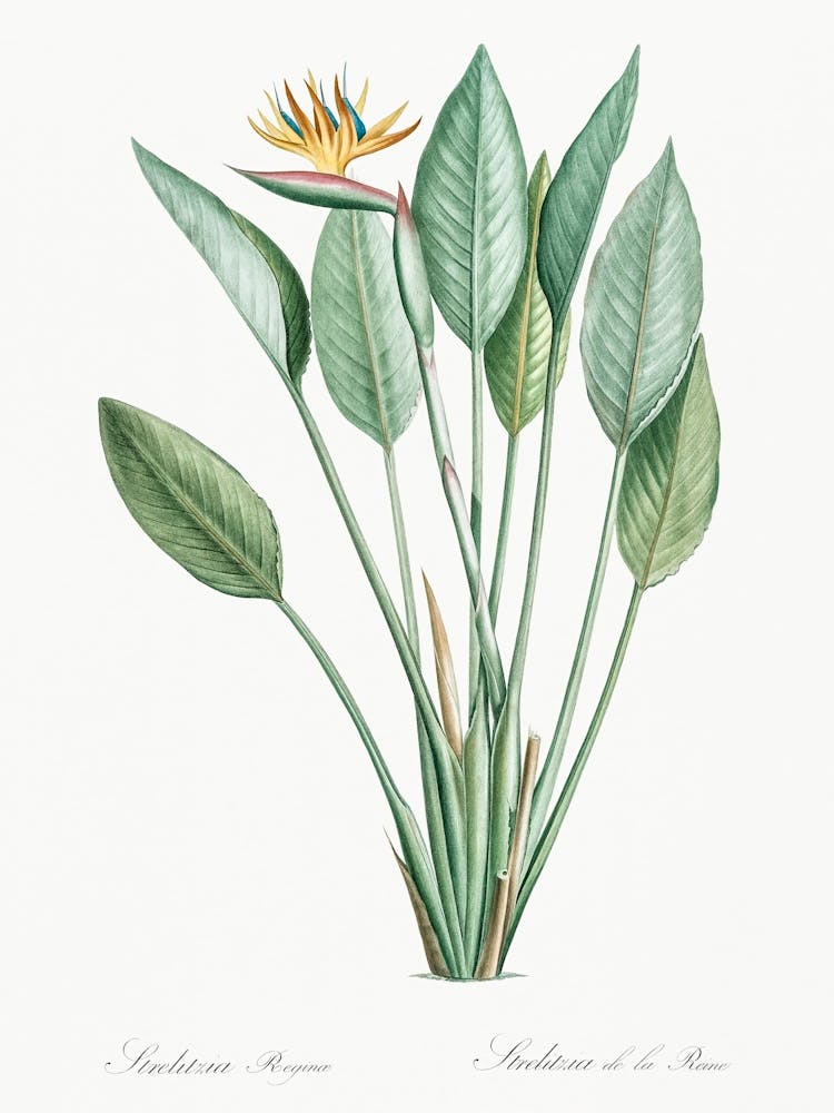 Bird Of Paradise, Pierre Joseph Redoute (2)
