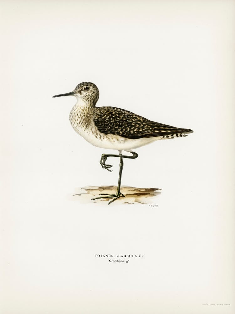 Wood Sandpiper, The Von Wright Brothers