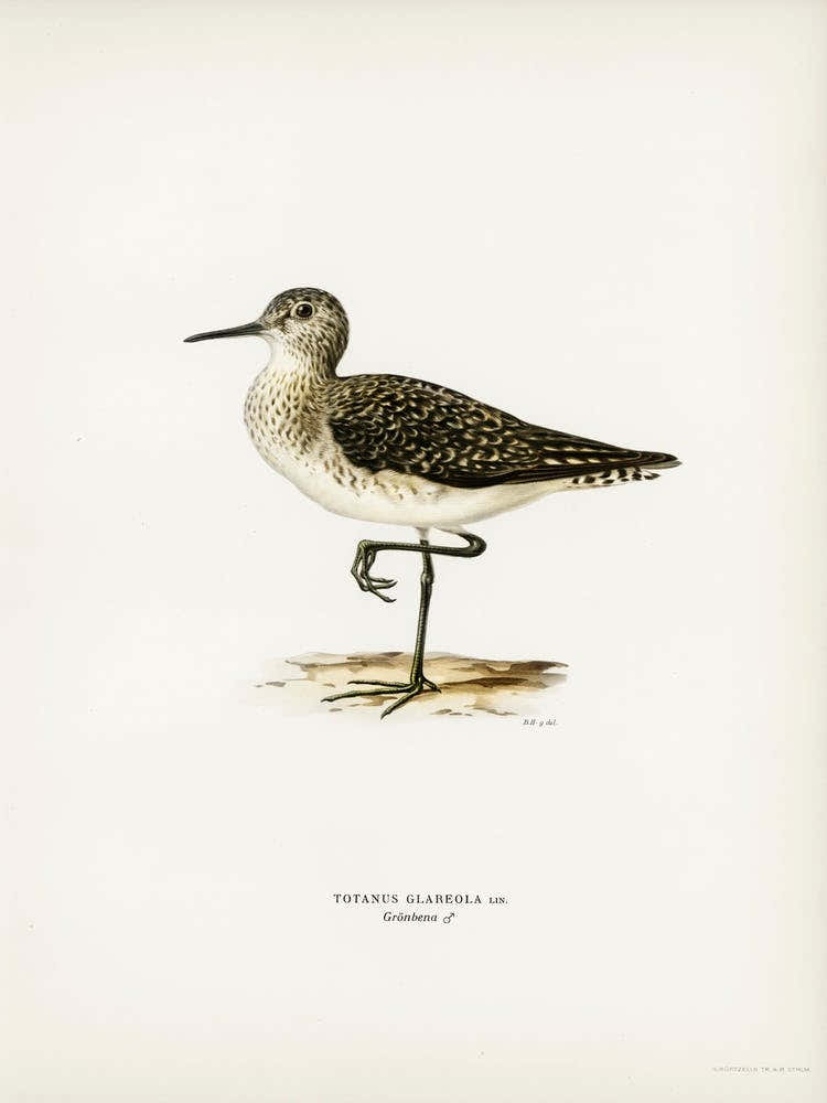 Wood Sandpiper, The Von Wright Brothers