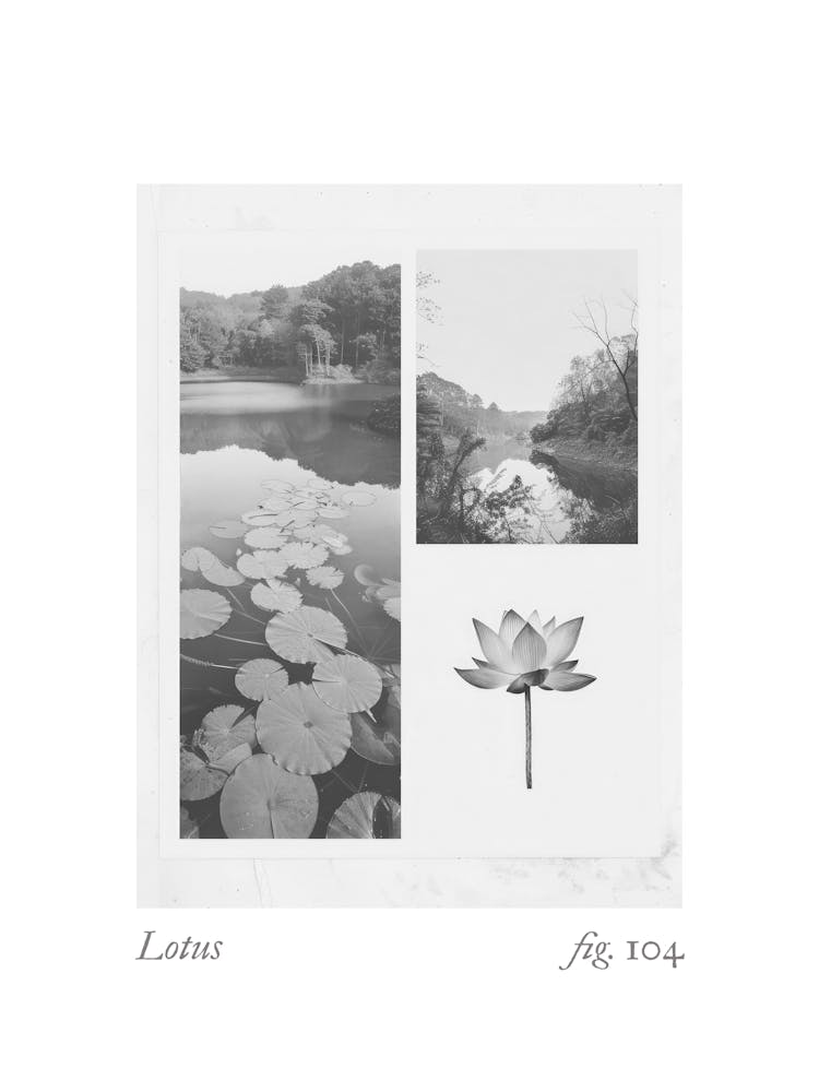 Lotus Botanical Collage 2