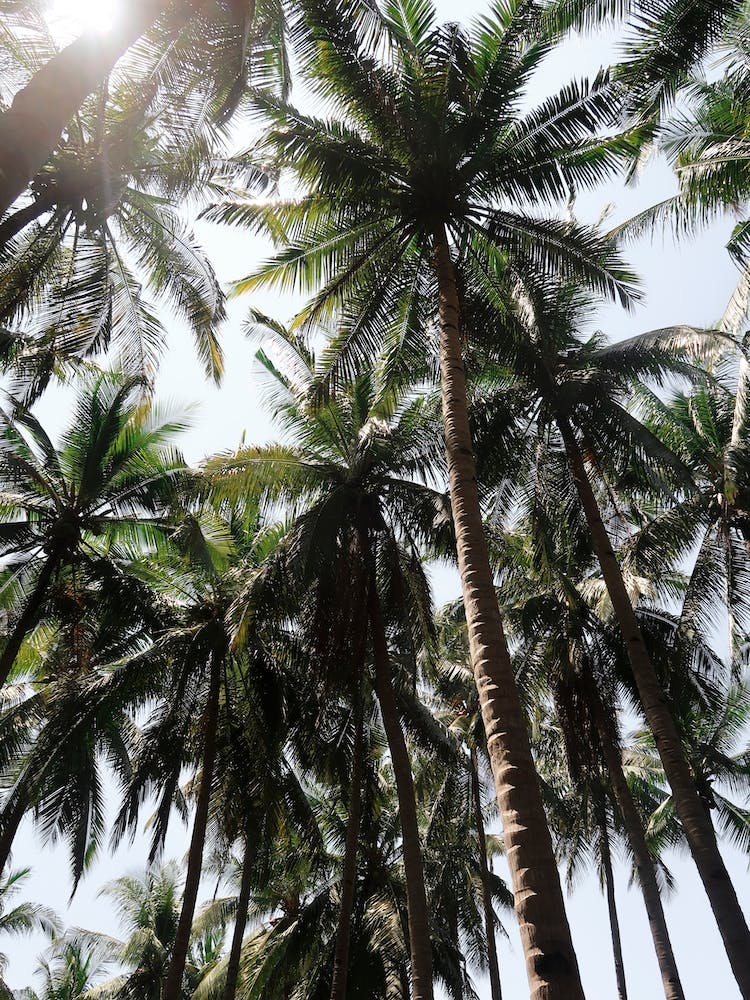 Beneath Bali's Palm Trees