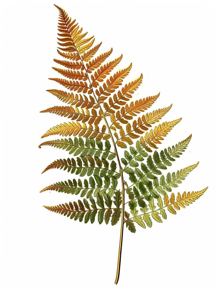 Vintage Illustration Autumn Fern 4