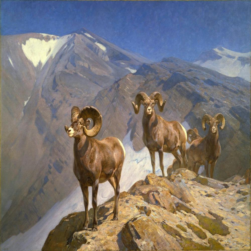 Carl Rungius 1912.Big Horn Sheep on Wilcox Pass