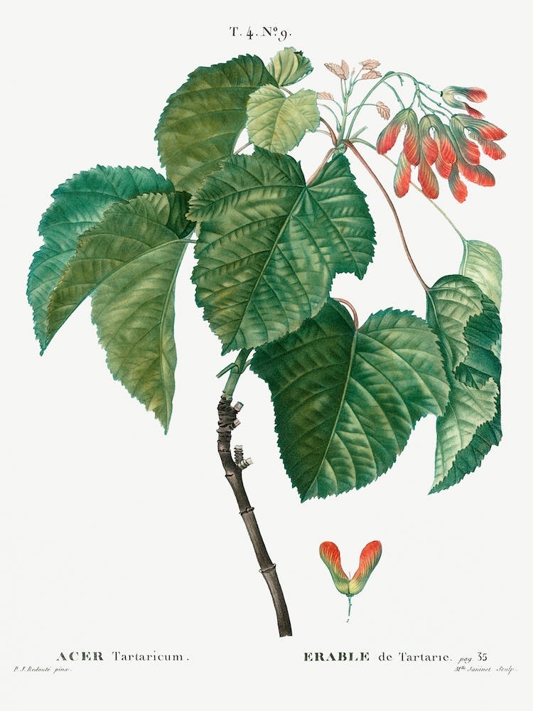 Tatar Maple, Pierre Joseph Redoute